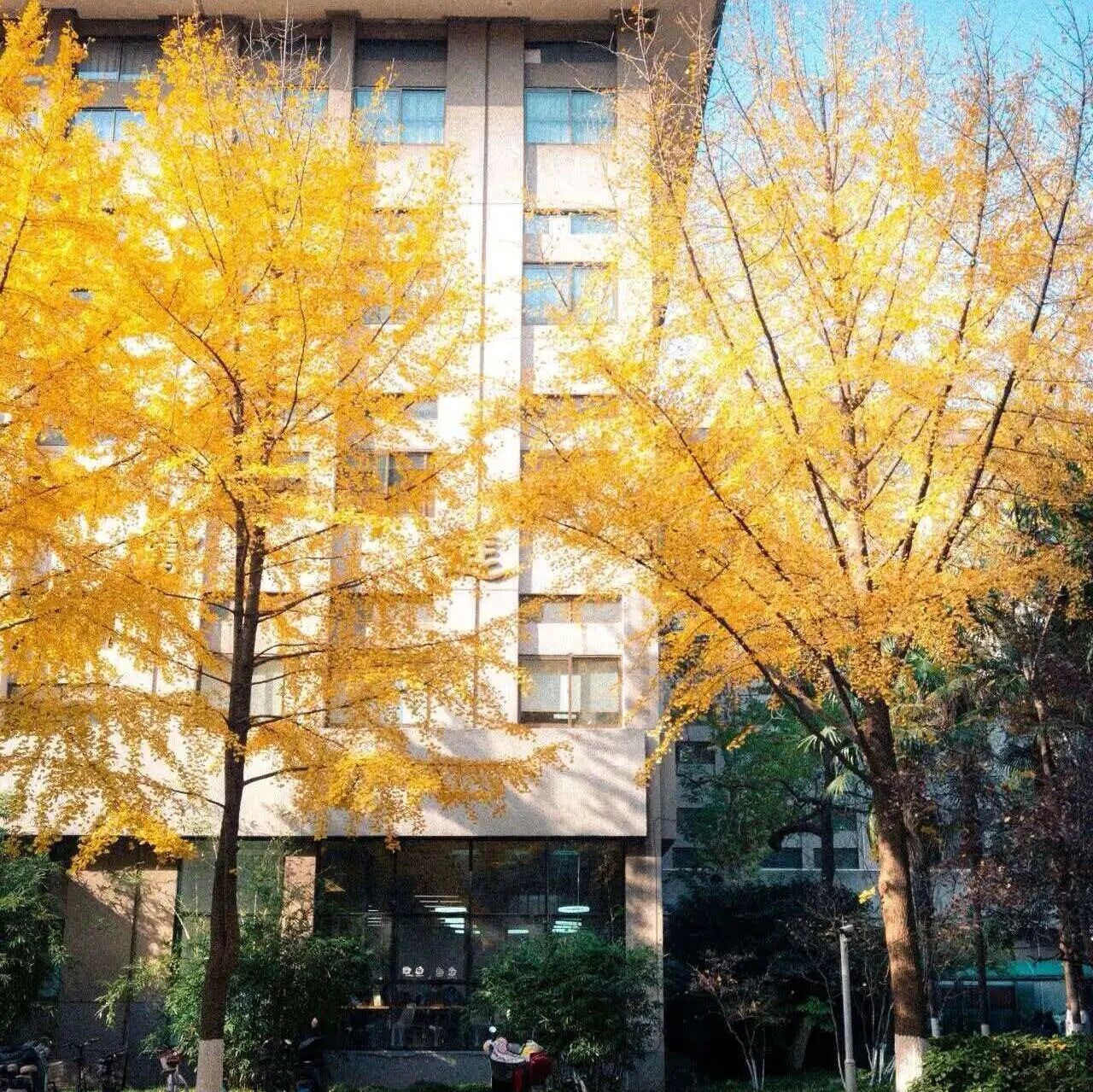 东南大学EMBA中心2026年硕士研究生调剂公告