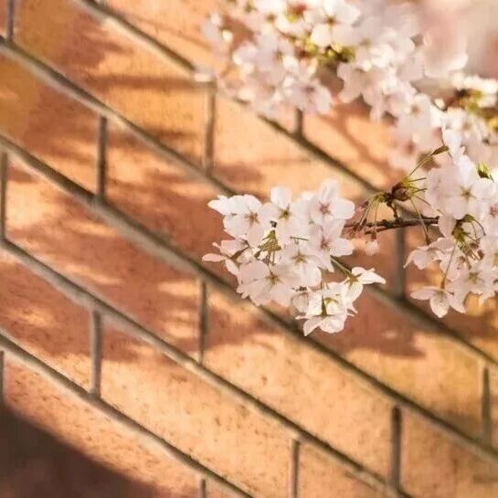 4月8日0点调剂系统正式开放 | 华东师大MBA非全日制项目接受调剂